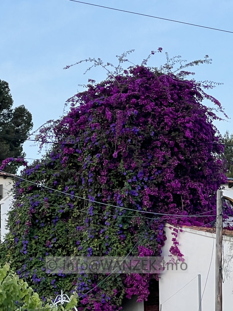 Bougainvillea glabra Sanderiana 2025-05-23 -1.jpg